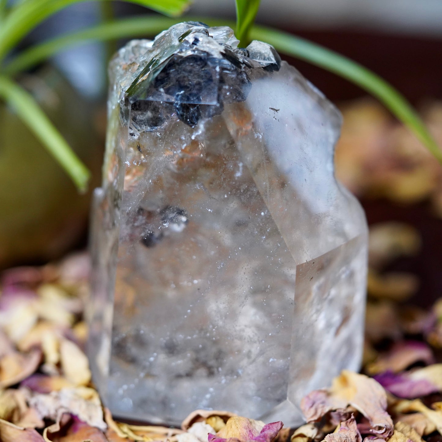 Chunky Clear Quartz tower with black Biotite Mica crystals on tip with dried roses and green plant in background