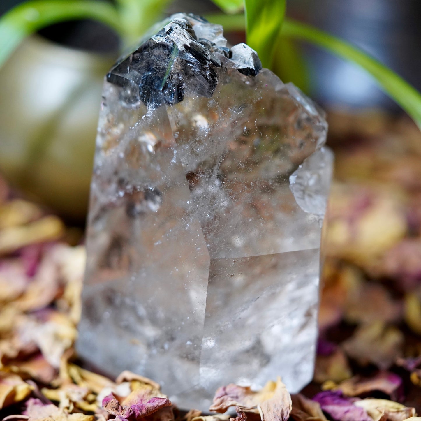 Large Clear Quartz tower with black Biotite Mica crystals on tip with dried roses and green plant in background